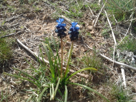 Muscari-neglectum